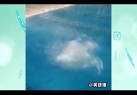 腾讯微视炫酷呆萌星二代大集结