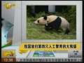 我国放归第四只人工繁育的大熊猫