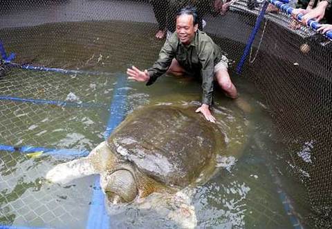 百年老鳖死亡令越南伤感民众视其为&ldquo;国宝&rdquo;（图）