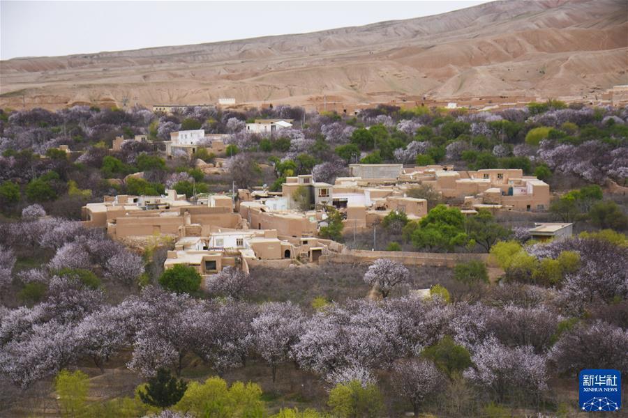 （国际&middot;一周看天下）阿富汗：杏花海