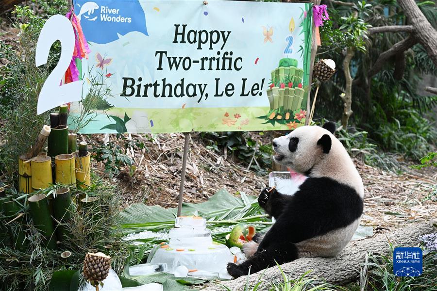 （国际&middot;一周看天下）大熊猫&ldquo;叻叻&rdquo;在新加坡庆祝两岁生日
