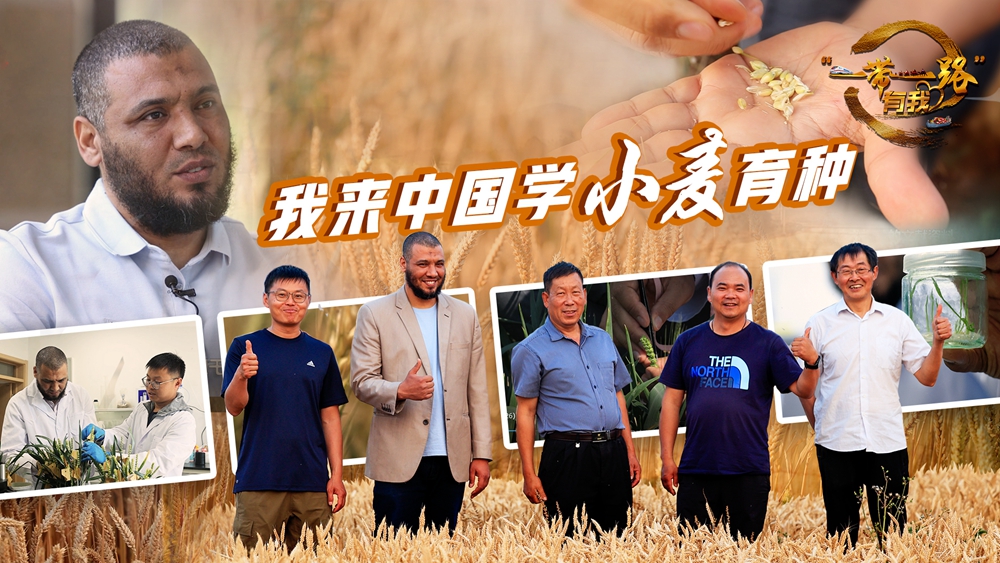 全球连线｜我来中国学小麦育种