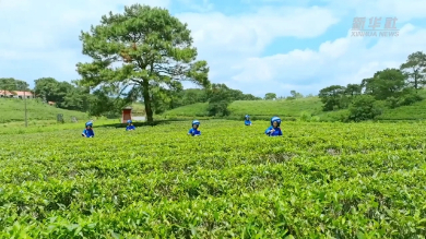 中国故事丨茉莉之乡茉莉香