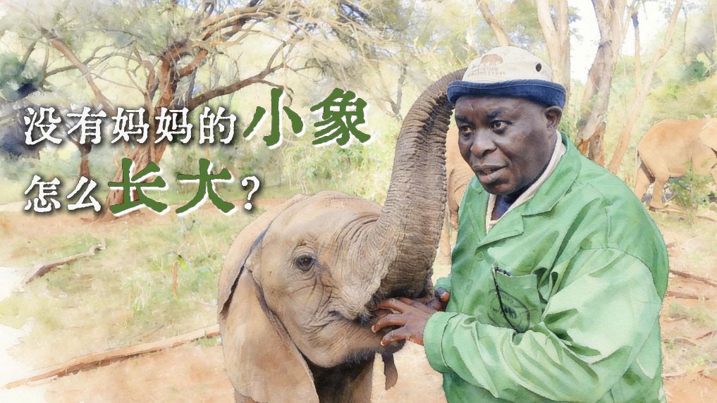 没有妈妈的小象，怎么长大？——世界大象日探访肯尼亚大象孤儿院