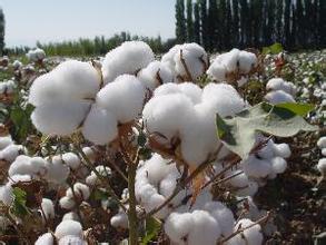 美农业部：棉花大豆难满足潜力巨大的中国进口市场
