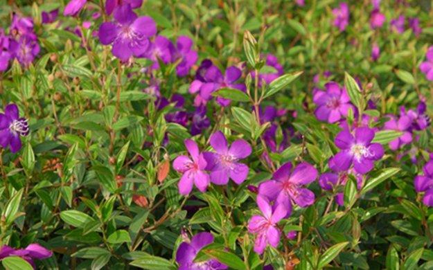 巴西：“花之城”举办花卉节