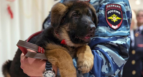 俄赠警犬向法殉职警犬致敬 决心对抗恐怖分子