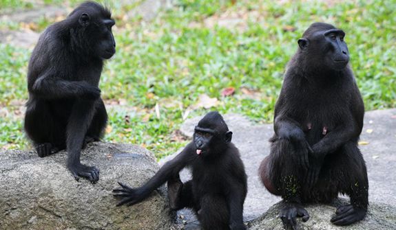 新加坡动物园里的&ldquo;新生儿&rdquo;