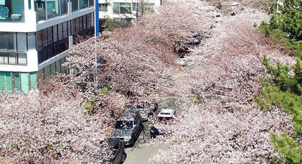 韩国釜山樱花提前绽放 引游客观赏