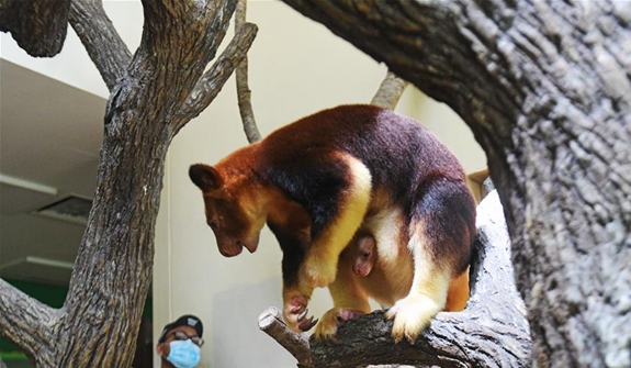 树袋鼠宝宝亮相新加坡动物园