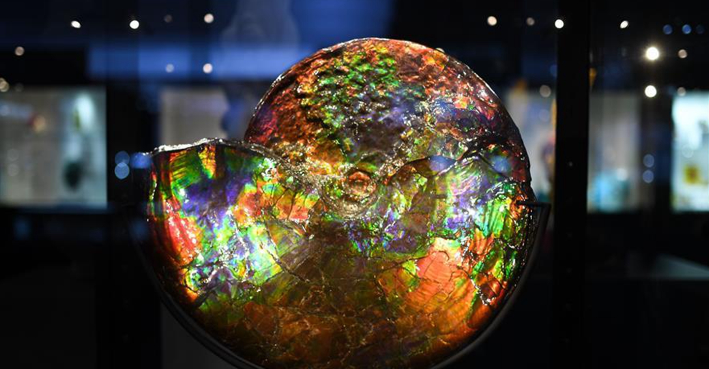 进博会观展体验：多彩&middot;绚烂&middot;未来感