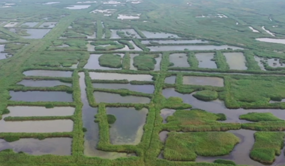 &ldquo;爱鸟周&rdquo;丨保护地球生物多样性 爱上它们飞翔的样子