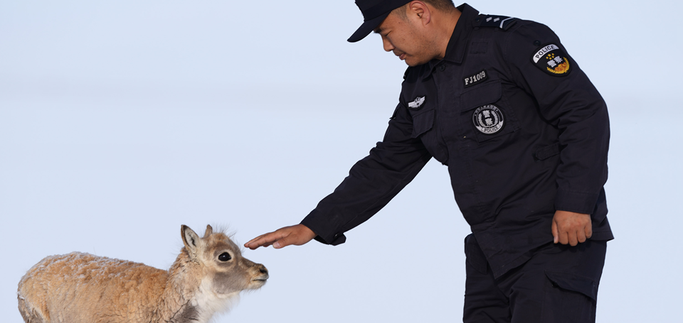 共建地球生命共同体丨世界地球日：可可西里有我守护