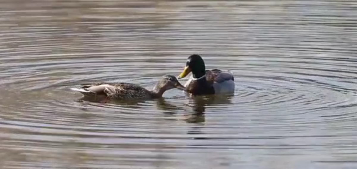 共建地球生命共同体｜不看大水法看的是鸟 圆明园里另有乾坤