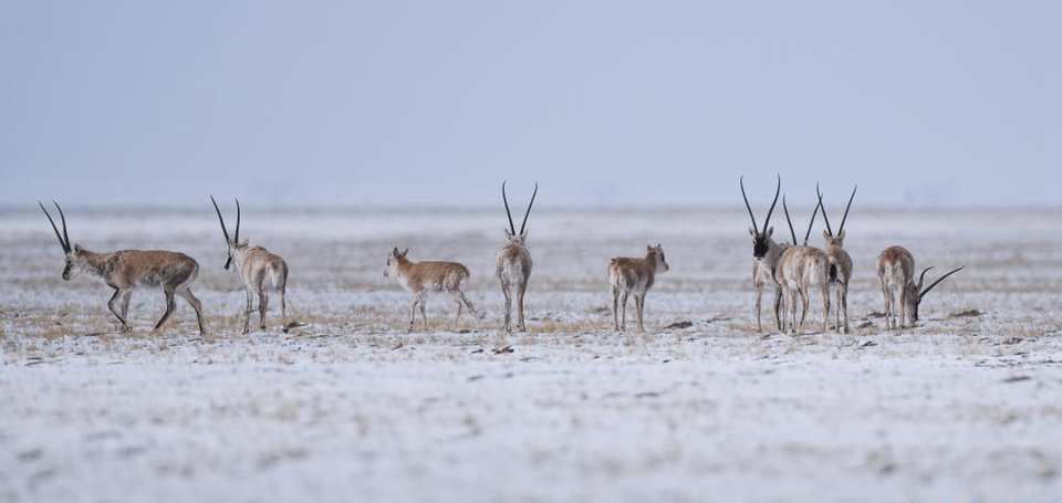 共建地球生命共同体丨走进三江源&ldquo;野生动物&rdquo;王国