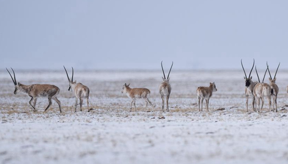 共建地球生命共同体丨走进三江源&ldquo;野生动物&rdquo;王国