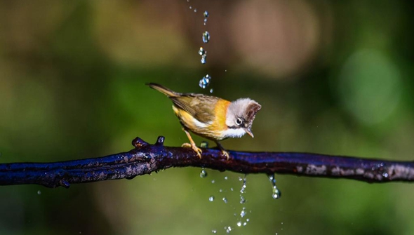 共建地球生命共同体｜百花岭：从&ldquo;打鸟狩猎&rdquo;到&ldquo;护鸟富民&rdquo;