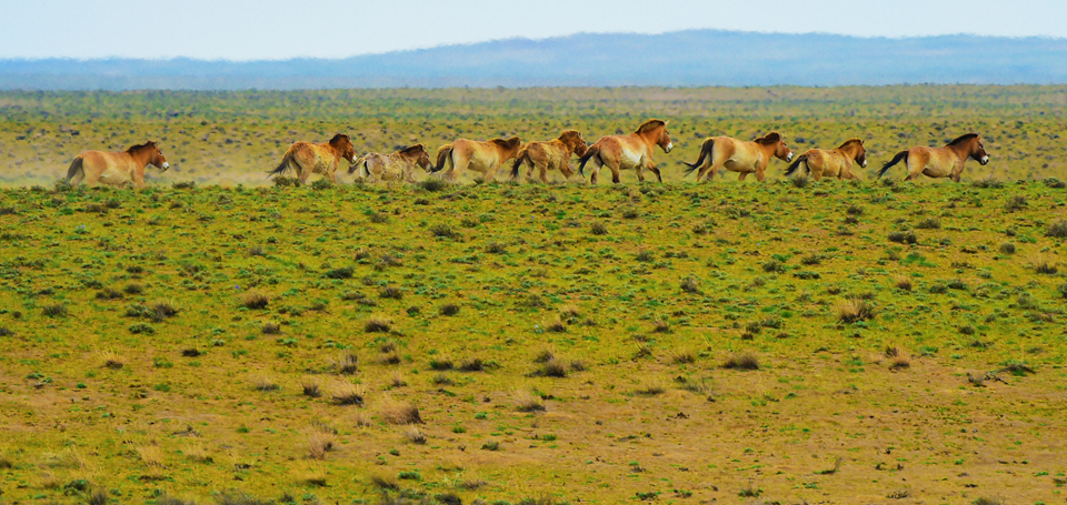 卡拉麦里生态图卷