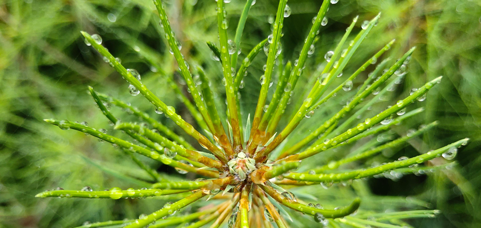 国家一级重点保护野生植物五针白皮松累计移植成活逾3000株