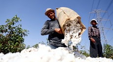 埃及进入棉花采摘季