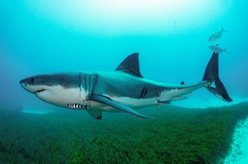 澳报告称12%在澳鲨鱼类物种面临灭绝风险