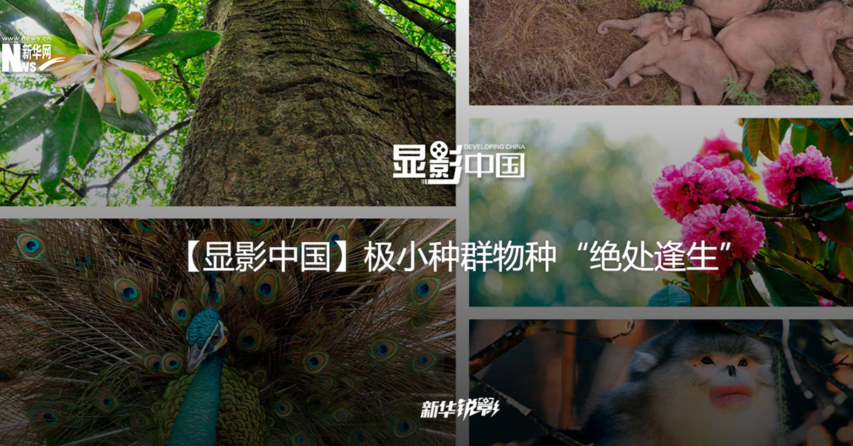 【显影中国】极小种群物种&ldquo;绝处逢生&rdquo;