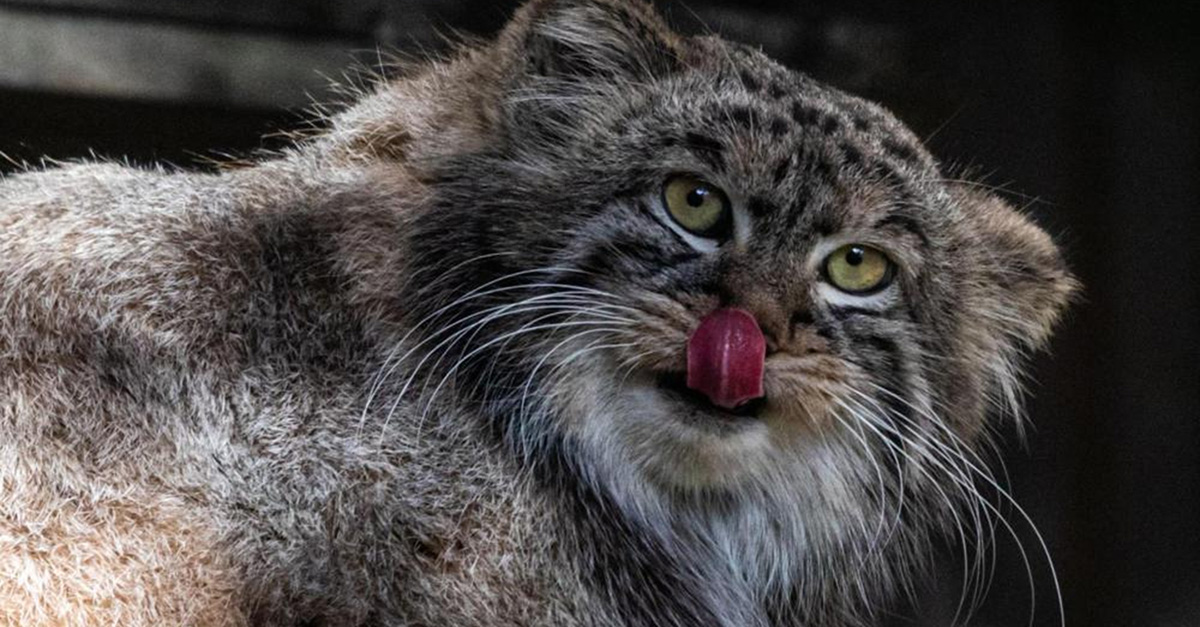 全球连线 | 神奇生物在哪里？&mdash;&mdash;俄罗斯：兔狲