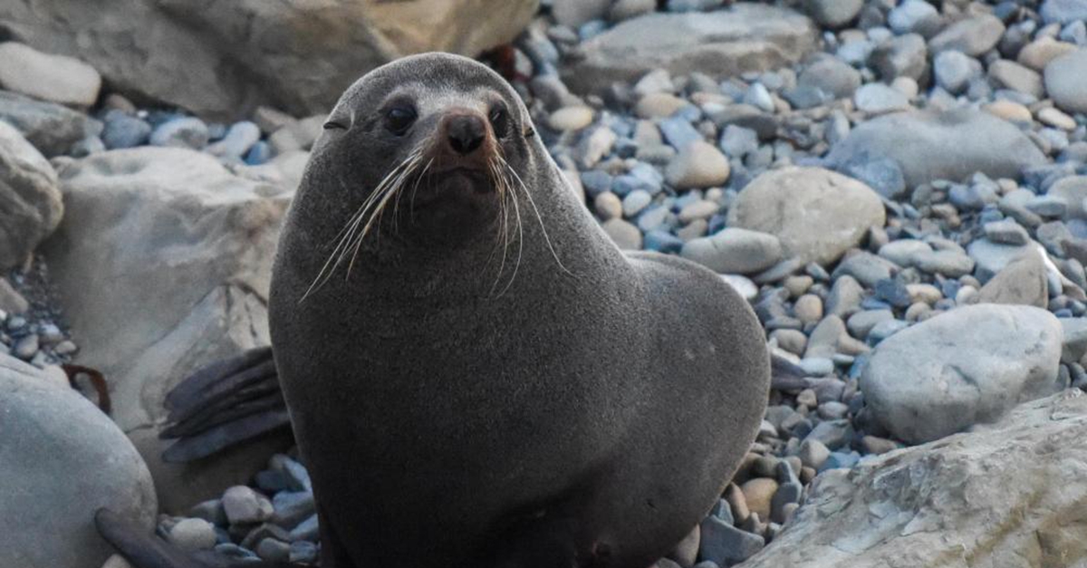 全球连线 | 神奇生物在哪里？&mdash;&mdash;新西兰：毛皮海豹