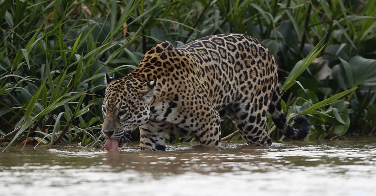 全球连线 | 神奇生物在哪里？&mdash;&mdash;巴西：美洲豹