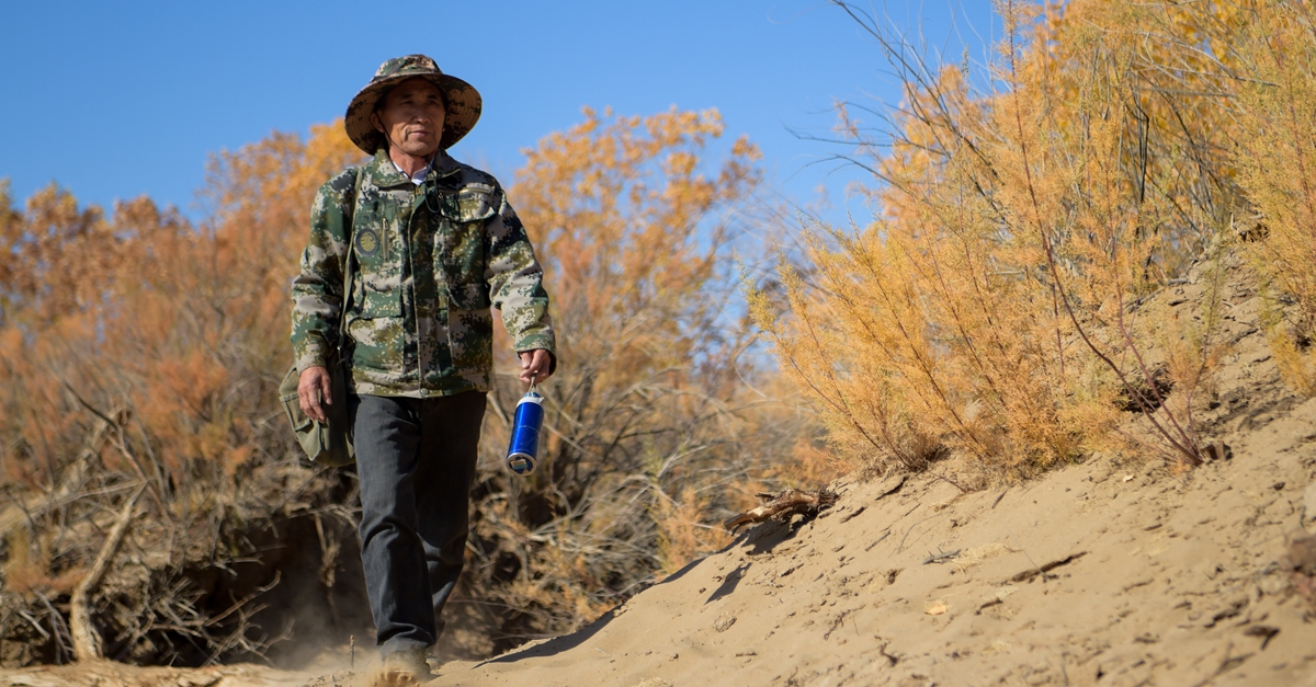 大漠胡杨守护者