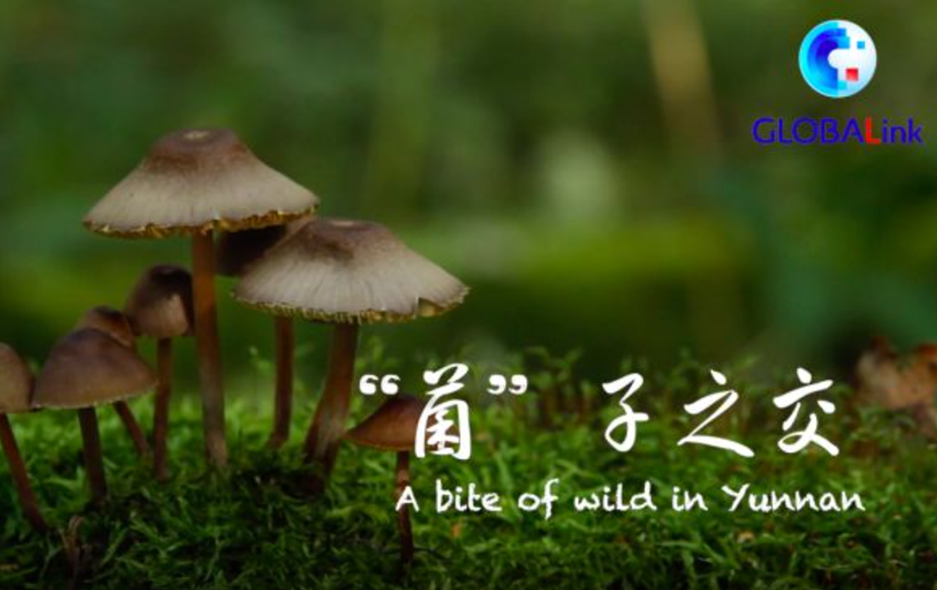 全球连线｜寻找生物多样性的奥秘&middot;&ldquo;菌&rdquo;子之交