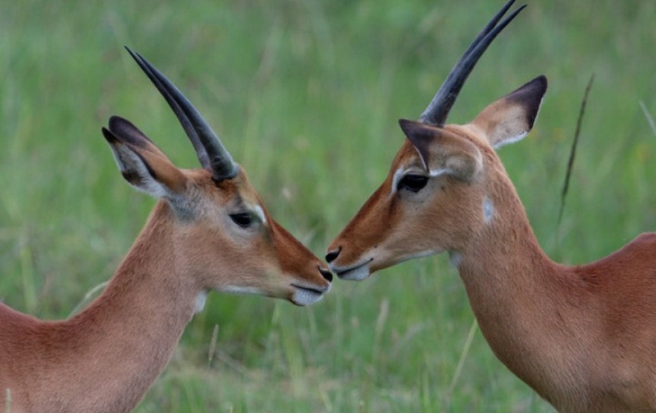 全球连线丨这些中外自然保护区，哪个都想去！