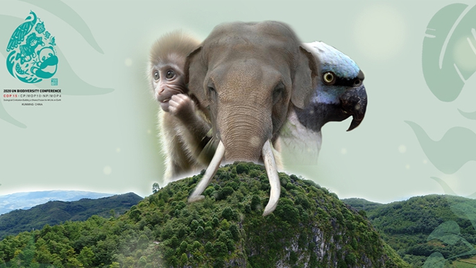 【献礼COP15】云南普洱思茅生物多样性纪录片《生与物 物与声》