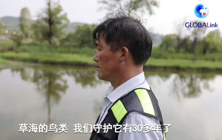 全球连线｜守水护鸟33年 见证草海从&ldquo;城进湖退&rdquo;到&ldquo;鸟欢人和&rdquo;之变