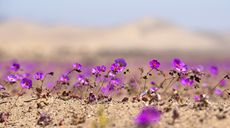 智利北部：“开花的沙漠”