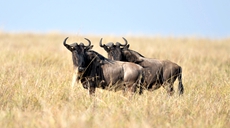 干旱影响下的肯尼亚马赛马拉保护区