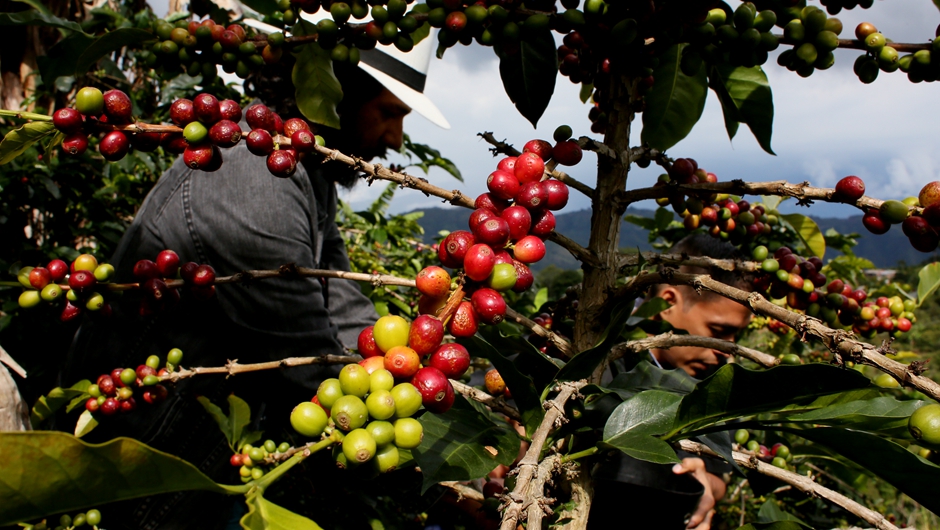 哥伦比亚：采摘咖啡果