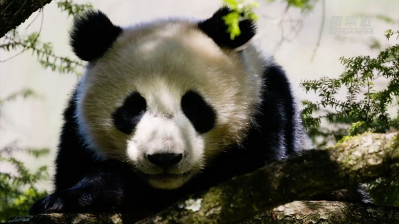 探秘大熊貓國家公園——共建人與自然和諧共生的樂園