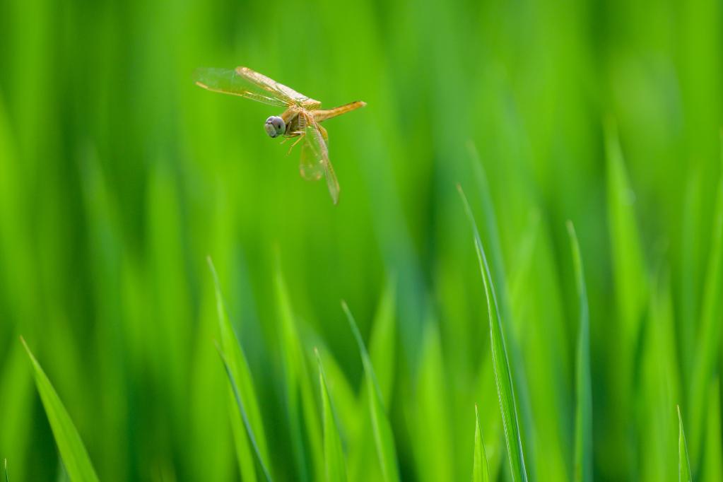 微视界&mdash;&mdash;立秋