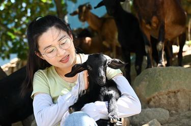 新华全媒+｜海岛女&ldquo;羊倌&rdquo;的返乡创业梦