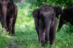 云南上线&ldquo;大象频道&rdquo;