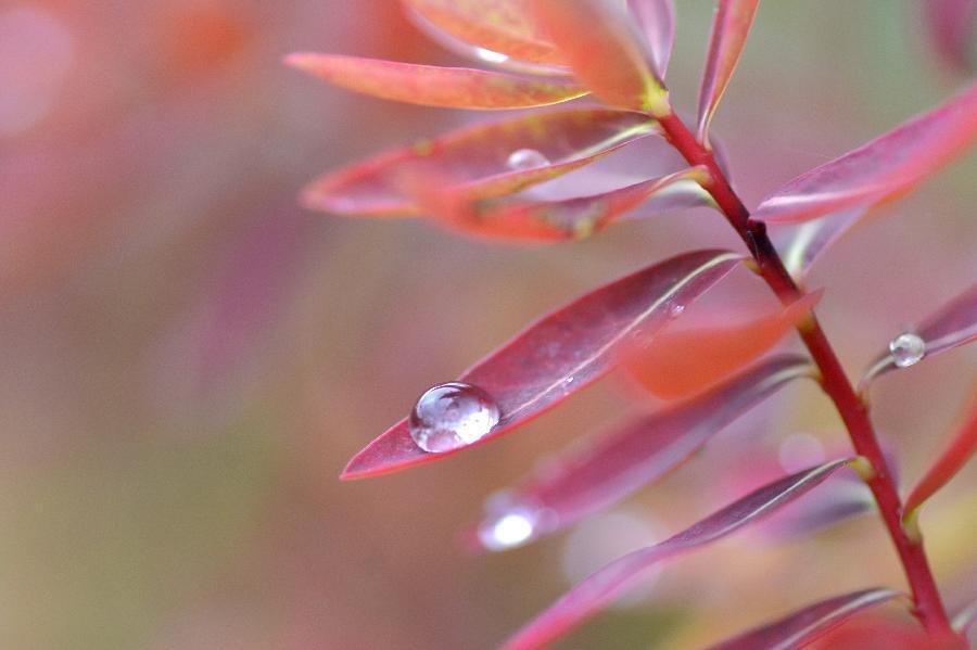 微视界&mdash;&mdash;白露