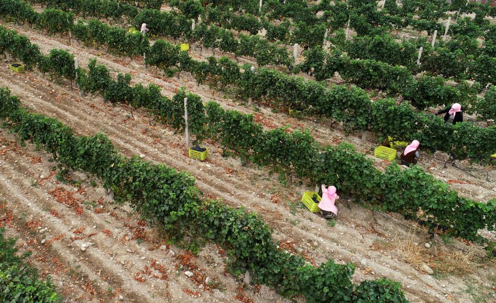 新华全媒+丨贺兰山东麓 &ldquo;紫色产业&rdquo;迎丰收