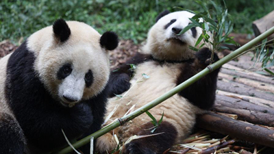 成都大熊猫繁育研究基地恢复开园