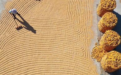 新华全媒+丨我们的田野&mdash;&mdash;最美秋色是丰收