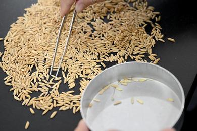 新华全媒+丨探秘&ldquo;大国粮仓&rdquo; 感受&ldquo;科技储粮&rdquo;