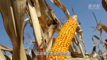 山西：大豆玉米收割忙 种植户算起增收账