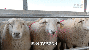 新疆昭苏：牲畜品种改良 助推畜牧业高质量发展