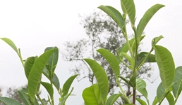 进博透视：千年古树茶，搭上中国高质量发展快车