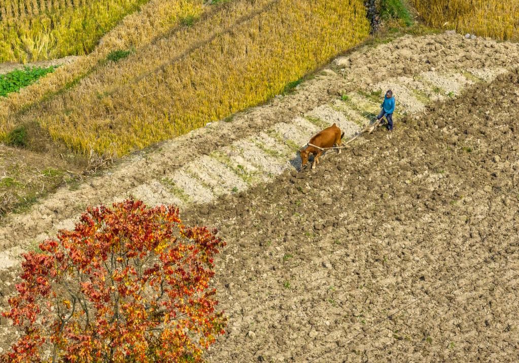 &ldquo;立冬&rdquo;近 农事忙